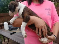 SOPHIA, a female Boxer for sale in Belton, MO – 2 of 10