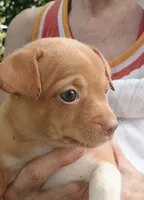 Sky, a male Chihuahua for sale in Belton, MO – 3 of 5