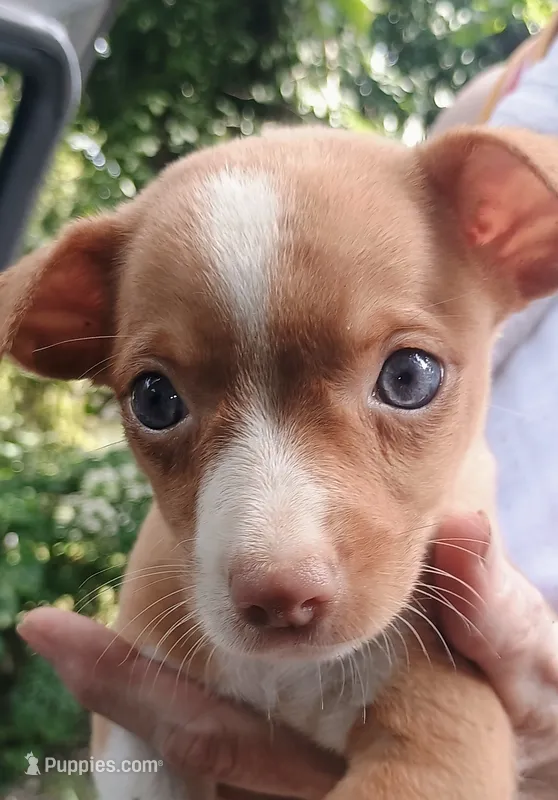 Calvin Sweet little boy – Chihuahua puppy for sale in Belton, MO