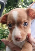 Calvin Sweet little boy, a male Chihuahua for sale in Belton, MO – 1 of 3