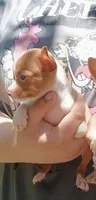 SWEET PEA  🐕🐾 100% GOOD GIRL, a female Chihuahua for sale in Belton, MO – 2 of 8