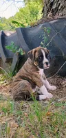 Jax , a male Boxer for sale in Belton, MO – 4 of 9