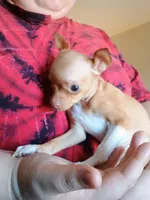 Twinkles, a female Chihuahua for sale in Belton, MO – 9 of 10