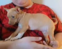 Benji 100% Good Boy, a male Chihuahua for sale in Belton, MO – 2 of 4
