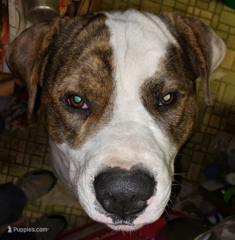 KELCE 100 lbs  100% Good Boy  🐕🐾 – American Pit Bull Terrier puppy for sale in Belton, MO