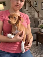 Benji, a male Chihuahua for sale in Belton, MO – 1 of 3