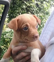 Amira, a female Chihuahua for sale in Belton, MO – 2 of 6