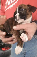 Miss McCuddles, a female Boxer for sale in Belton, MO – 4 of 8