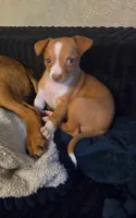 Bubbles 🐕🐾100% Good Girl, a female Chihuahua for sale in Belton, MO – 2 of 10