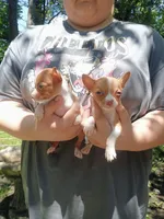 Bentley , a male Chihuahua for sale in Belton, MO – 4 of 9
