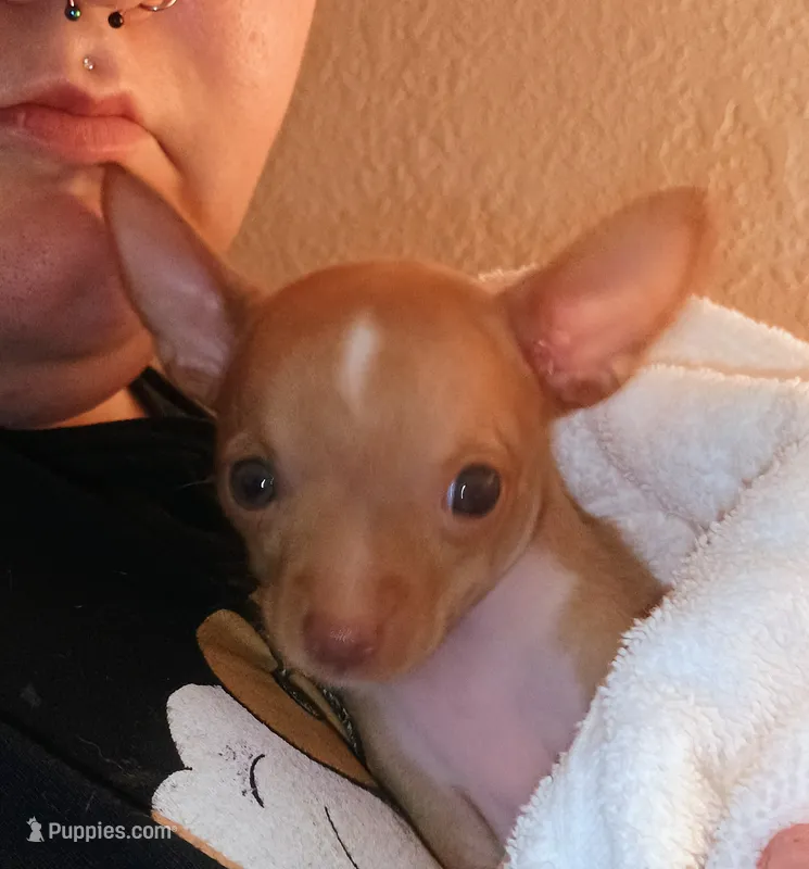 C.J. Female Dainty – Chihuahua puppy for sale in Belton, MO