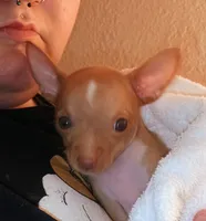 C.J. Female Dainty, a female Chihuahua for sale in Belton, MO – 1 of 5