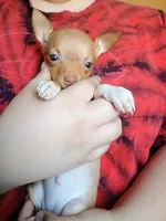 Twinkles, a female Chihuahua for sale in Belton, MO – 7 of 10