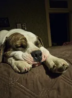 KELCE 100 lbs  100% Good Boy  🐕🐾, a male American Pit Bull Terrier for sale in Belton, MO – 8 of 9