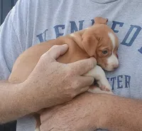 Olive 🐕🐾 100% Good Girl, a female Chihuahua for sale in Belton, MO – 4 of 7