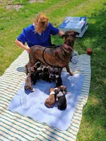 Roberta Flashy Brindle 🐕🐾, a female Boxer for sale in Belton, MO – 9 of 10