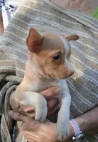 Olive, a female Chihuahua for sale in Belton, MO – 2 of 4