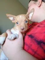 Bentley , a male Chihuahua for sale in Belton, MO – 9 of 9