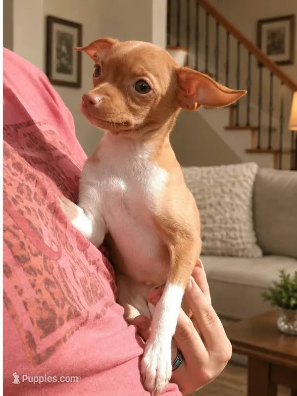 Anyia , a female Chihuahua for sale in Belton, MO – 1 of 3