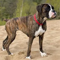 Gemma, a female Boxer for sale in Belton, MO – 10 of 10