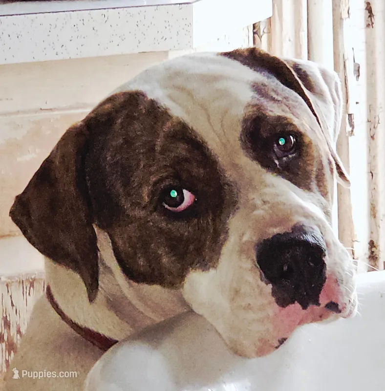 Kelce – American Pit Bull Terrier puppy for sale in Belton, MO