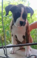 Mylo, a male Boxer for sale in Belton, MO – 2 of 8