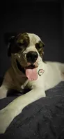 KELCE 100 lbs  100% Good Boy  🐕🐾, a male American Pit Bull Terrier for sale in Belton, MO – 9 of 9