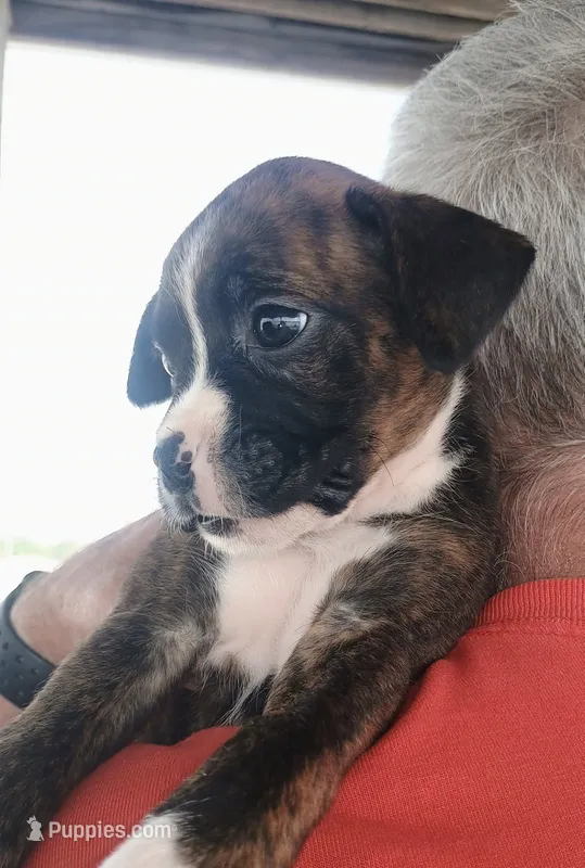 Sasha 🐕🐾 – Boxer puppy for sale in Belton, MO