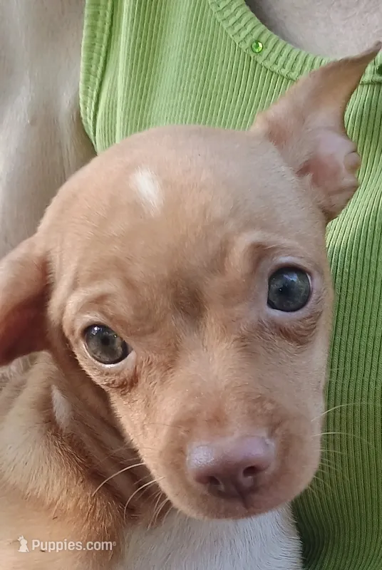Anica  A very fine boned little girl – Chihuahua puppy for sale in Belton, MO
