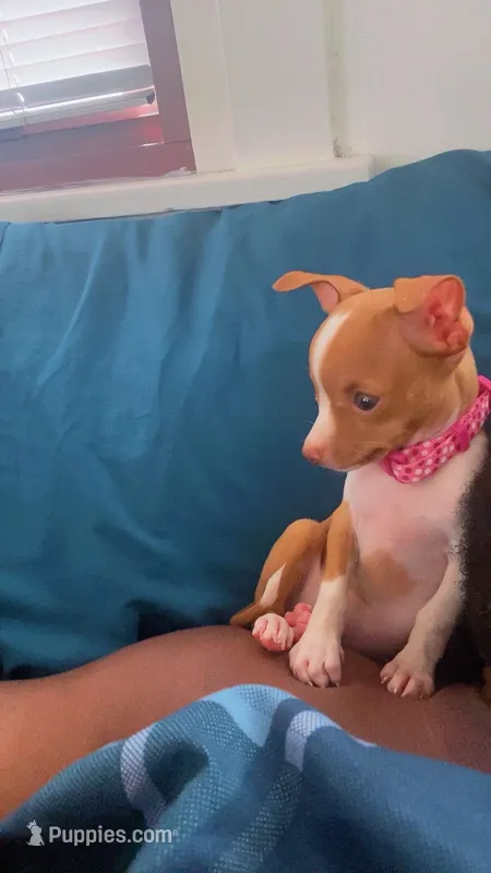 Benny Bunny – Chihuahua puppy for sale in Belton, MO