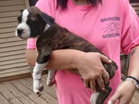 SOPHIA, a female Boxer for sale in Belton, MO – 3 of 10