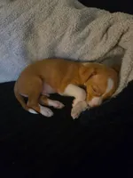 Snickerdoodle, a male Chihuahua for sale in Belton, MO – 4 of 6
