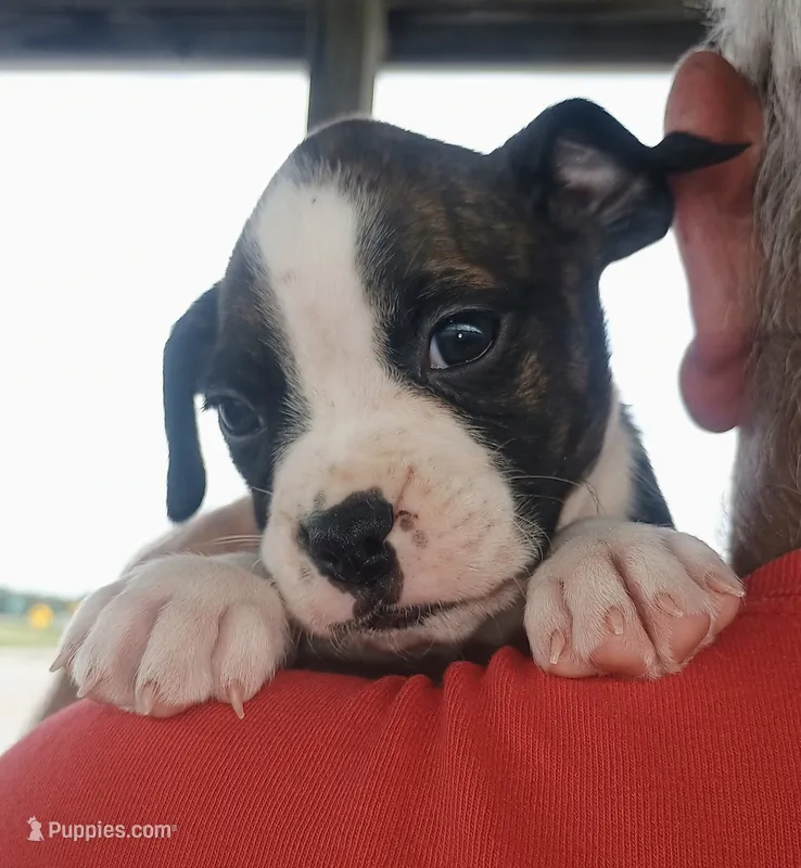 PRINCE ALBERT – Boxer puppy for sale in Belton, MO