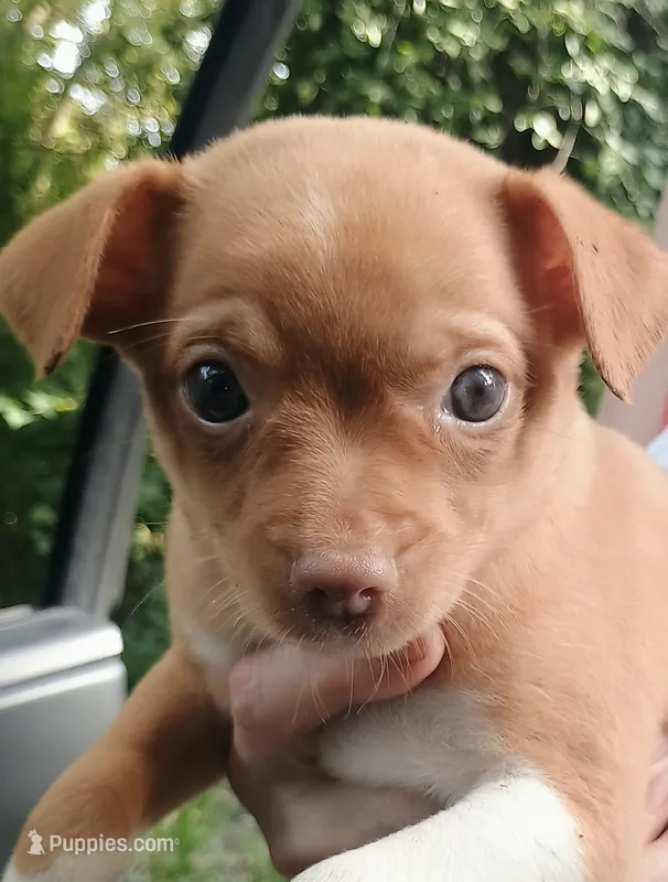 Napoleon  – Chihuahua puppy for sale in Belton, MO
