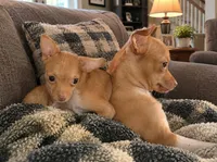 Princess Puddle Jumper  2 lbs  🐕🐾, a female Chihuahua for sale in Belton, MO – 4 of 4