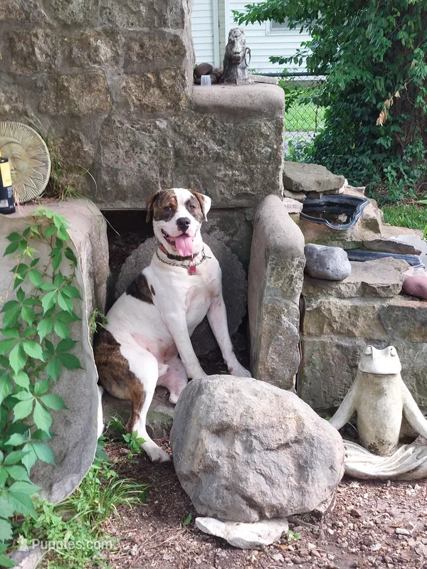 Jefferson – American Pit Bull Terrier puppy for sale in Belton, MO