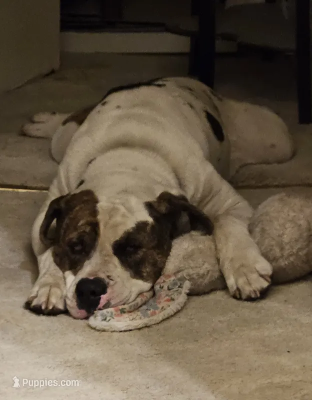 Kelce – Staffordshire Bull Terrier puppy for sale in Belton, MO