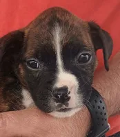 GEMMA 100% GOOD GIRL 🐕🐾, a female Boxer for sale in Belton, MO – 6 of 10
