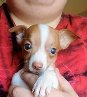 SWEET PEA  🐕🐾 100% GOOD GIRL, a female Chihuahua for sale in Belton, MO – 4 of 8