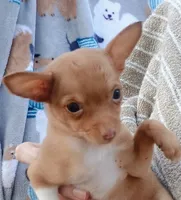 Olive 🐕🐾 100% Good Girl, a female Chihuahua for sale in Belton, MO – 2 of 7