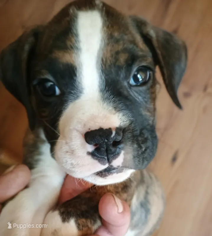 Mylo – Boxer puppy for sale in Belton, MO