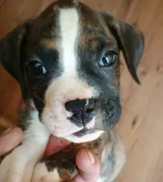 Mylo, a male Boxer for sale in Belton, MO – 1 of 8