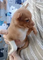 Olive, a female Chihuahua for sale in Belton, MO – 4 of 4