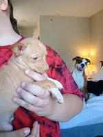 Twinkles, a female Chihuahua for sale in Belton, MO – 8 of 10