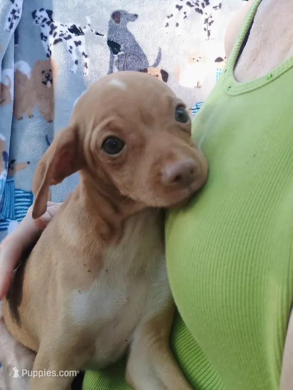 Ophelia  – Chihuahua puppy for sale in Belton, MO