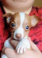 Twinkles, a female Chihuahua for sale in Belton, MO – 6 of 10