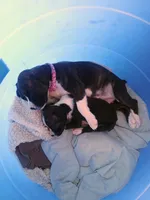 LEONITIS , a male Boxer for sale in Belton, MO – 8 of 10
