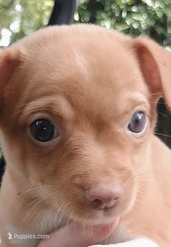 Napoleon 100% Good Boy 🐕🐾 – Chihuahua puppy for sale in Belton, MO