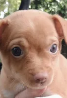 Napoleon 100% Good Boy 🐕🐾, a male Chihuahua for sale in Belton, MO – 1 of 9
