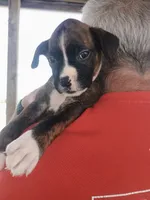 Jax , a male Boxer for sale in Belton, MO – 7 of 9